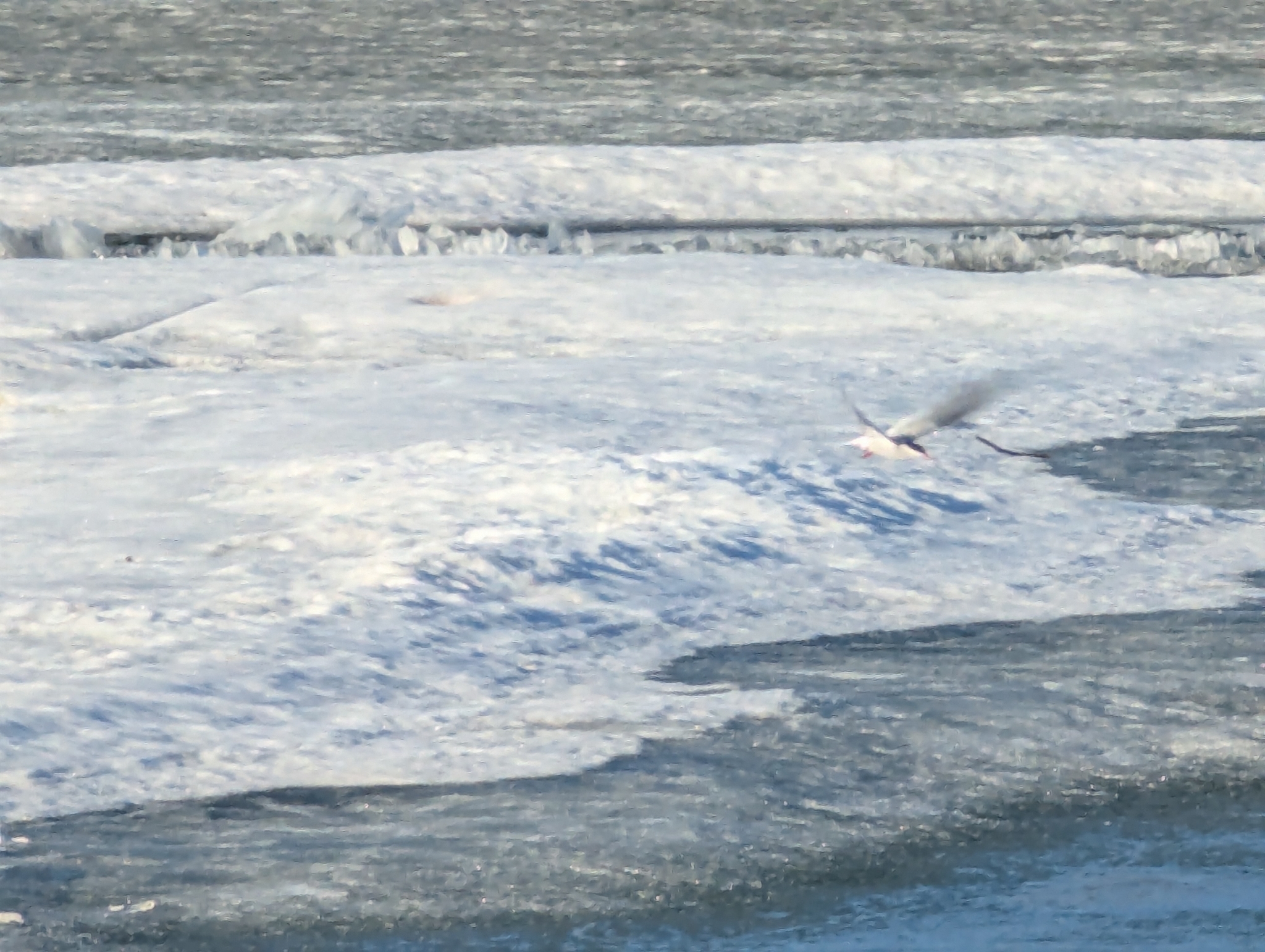 Arctic Tern (Sterna paradisaea), photo 2