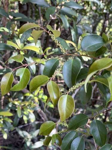 Pentaphylax euryoides observed 2026-04-26
