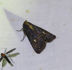 Condica praesecta