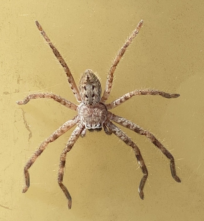 Isopedella cana