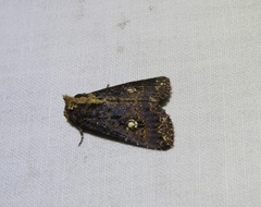 Condica praesecta