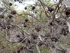 Eucalyptus lehmannii