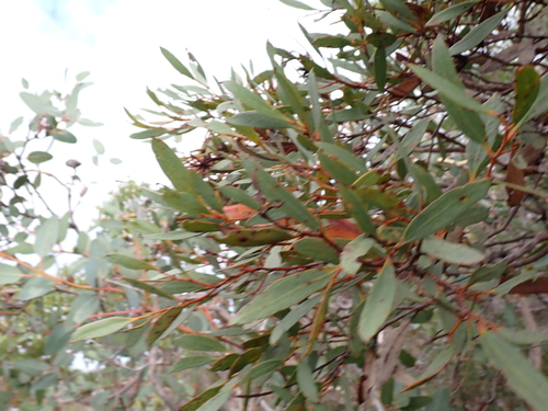 Eucalyptus lehmannii, photograph 2