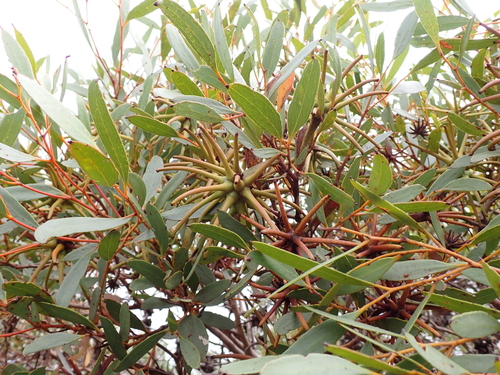 Eucalyptus lehmannii, photograph 1