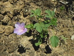 Hibiscus brachysiphonius
