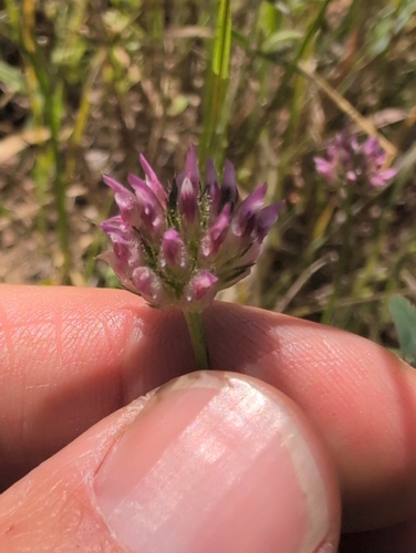 Trifolium gracilentum observed 2026-05-02