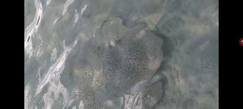 Himantura australis