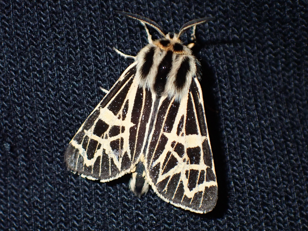 Apantesis complicata