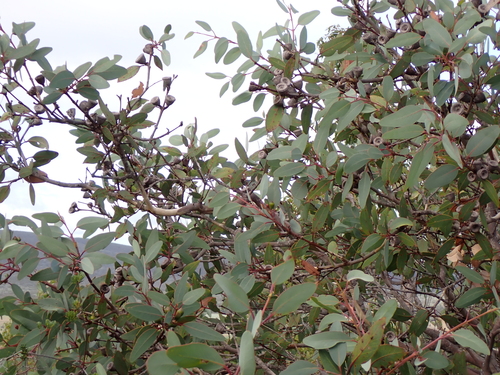 Eucalyptus preissiana, photograph 3