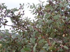 Eucalyptus preissiana, photograph (c) Em Lamond, some rights reserved (CC BY)