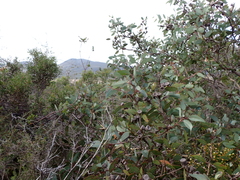 Eucalyptus preissiana, photograph (c) Em Lamond, some rights reserved (CC BY)