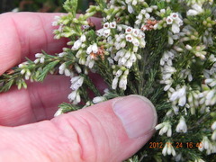 Erica caffrorum