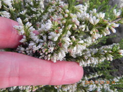 Erica caffrorum