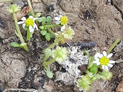 Nananthea perpusilla