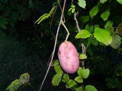Akebia trifoliata