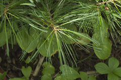 Pinus koraiensis
