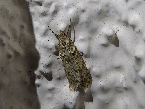 March Tubic, Assen, Nederland, photo 6 of 10