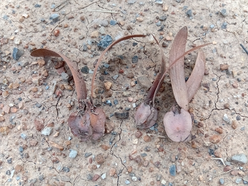 Dipterocarpus alatus