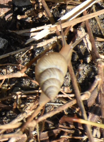 Bulimulus bonariensis
