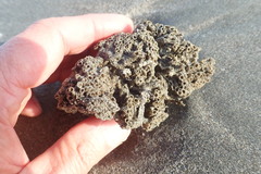 Neosabellaria kaiparaensis