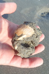 Neosabellaria kaiparaensis