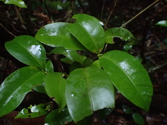 Ixora biflora