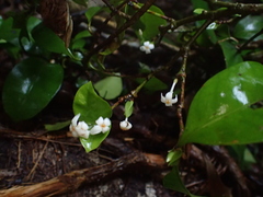 Ixora biflora
