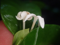 Ixora biflora