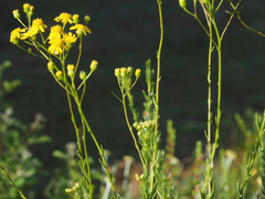 Senecio ilicifolius