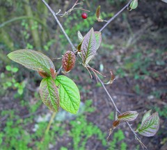 Cotoneaster rehderi