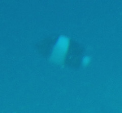 Hemitaurichthys zoster