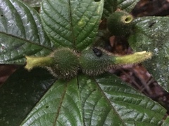 Atractocarpus hirtus