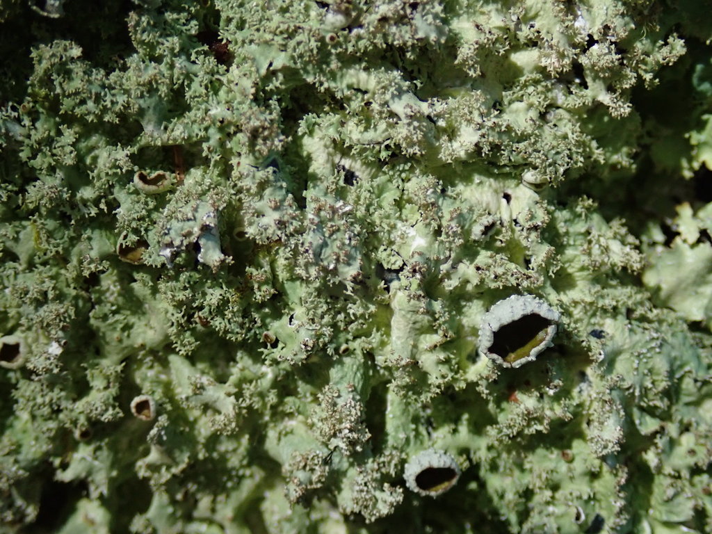 Punctelia subflava
