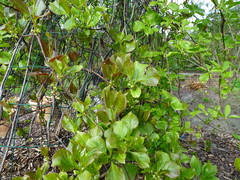 Schisandra sphenanthera