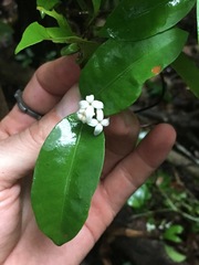 Ixora biflora