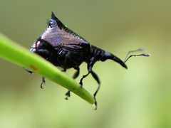 Scolopterus penicillatus