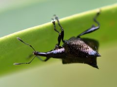 Scolopterus penicillatus