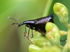 Scolopterus penicillatus