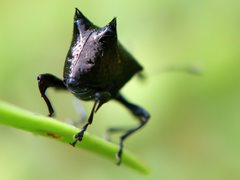 Scolopterus penicillatus