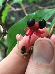 Brackenridgea australiana