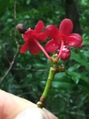 Brackenridgea australiana