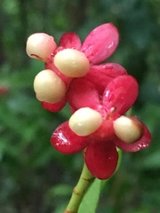 Brackenridgea australiana