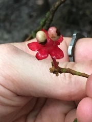 Brackenridgea australiana
