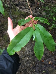 Brackenridgea australiana