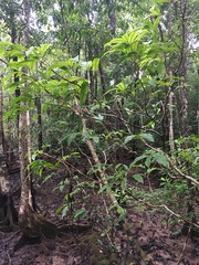 Brackenridgea australiana