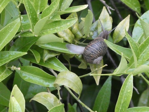 Cornu aspersum