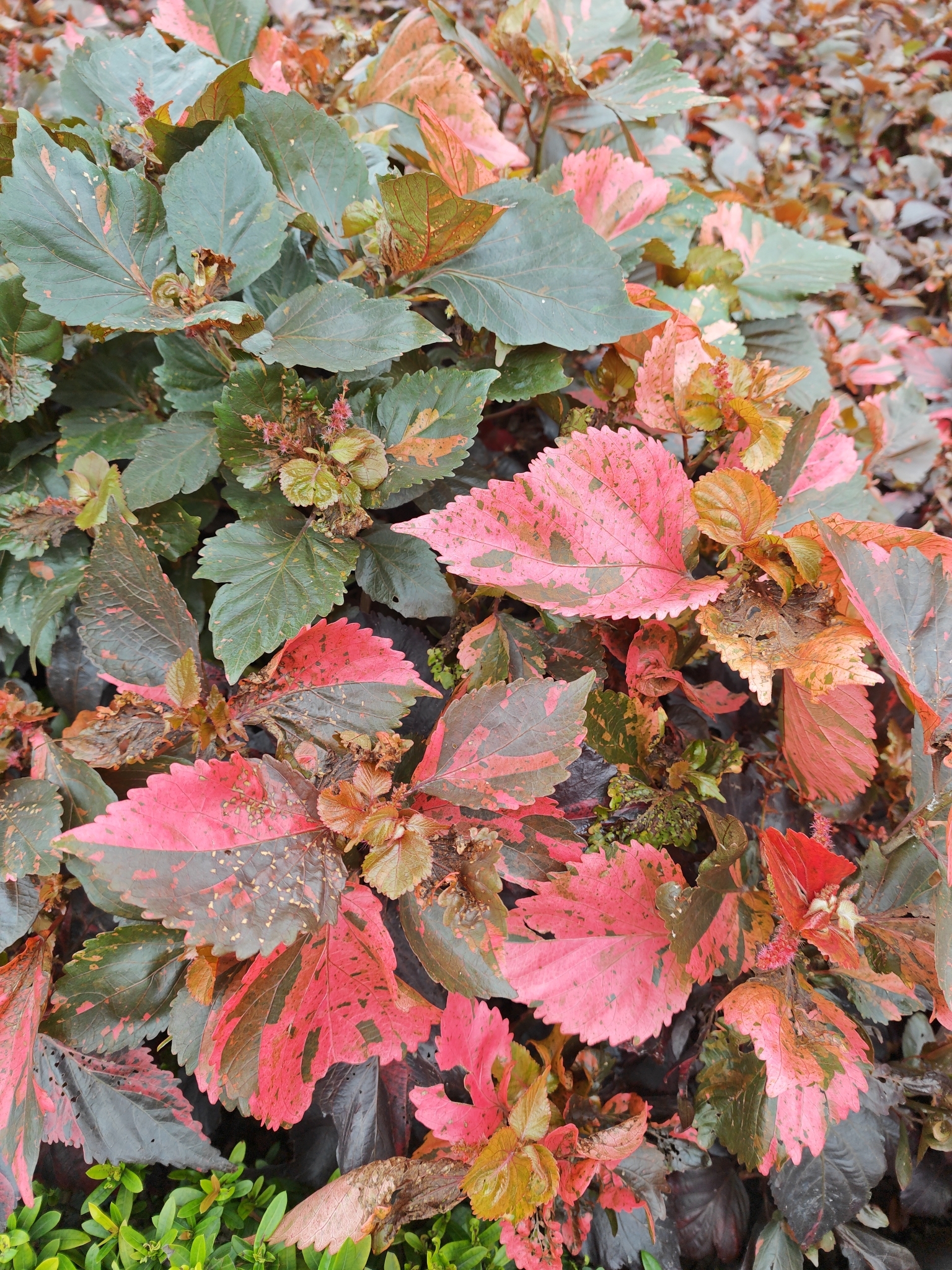 Acalypha wilkesiana (Acalypha wilkesiana)