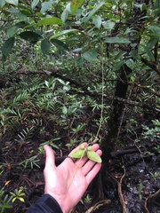 Dischidia major