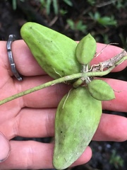 Dischidia major