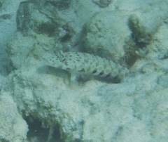 Parapercis millepunctata